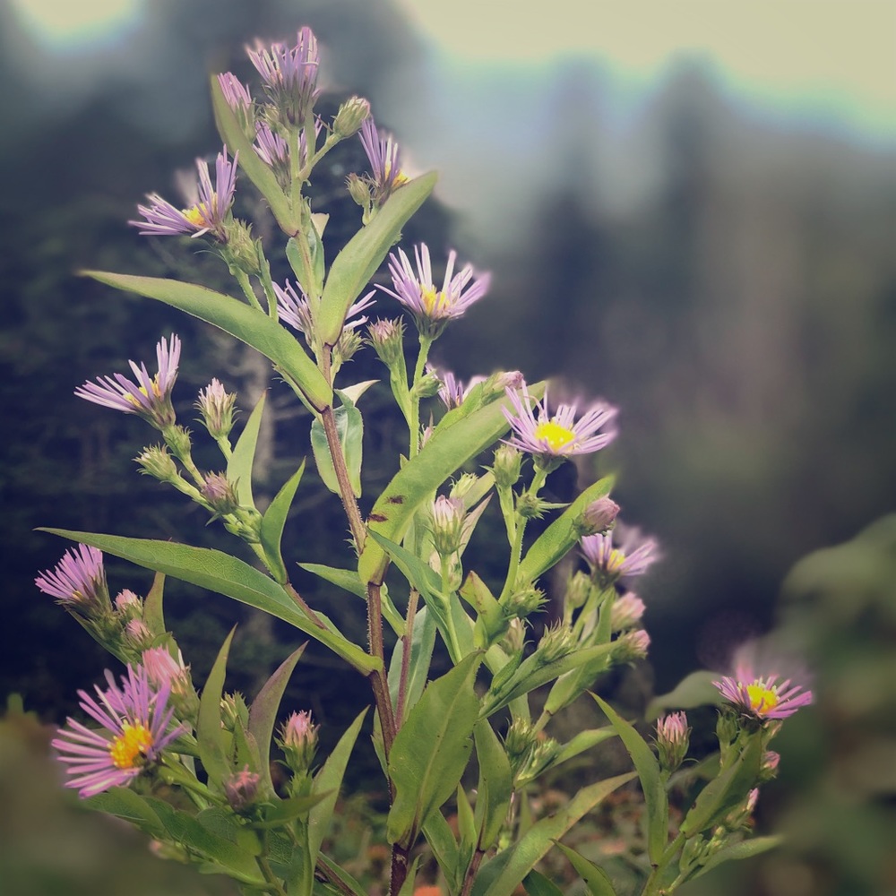 Meet your Posher, Carli